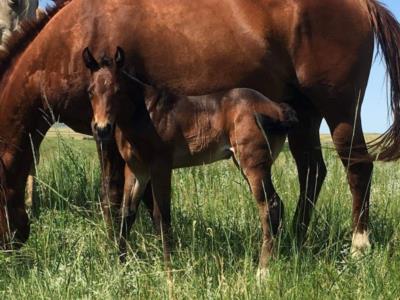 Whiskey Up Saleen JW <BR> AQHA 5947391